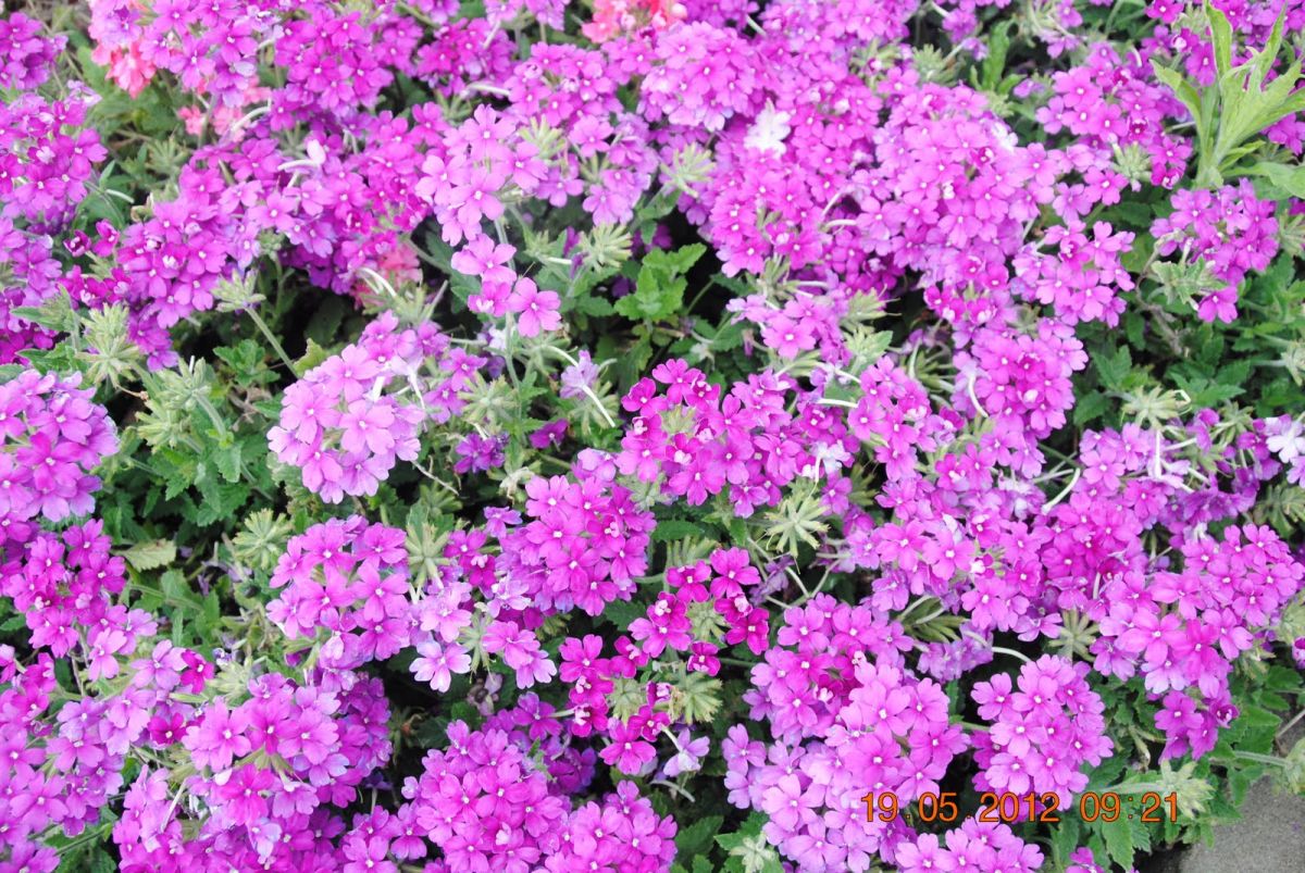 imagini hotel THEOPHANO IMPERIAL